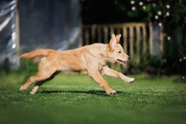 Genç melez köpek çimlerin üzerinde koşuyor.