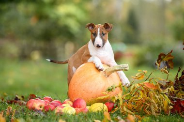 Kırmızı ve beyaz teriyer köpek yavrusu sonbaharda büyük bir pompayla poz veriyor.