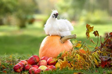 white silkie chicken posing on a pumpkin with apples lying around outdoors on an eco farm in autumn clipart