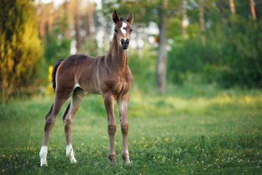Bir yaz tarlasında duran sevimli, meraklı tay.