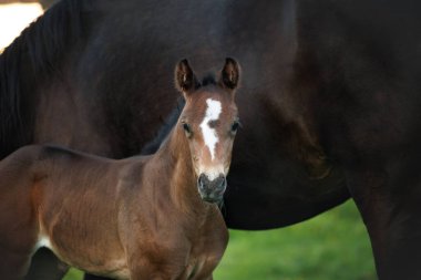 Kahverengi bir tay portresi. 