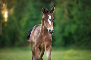 Tatlı kahverengi tay yaz akşamı yürüyor, portreyi yakından çek.