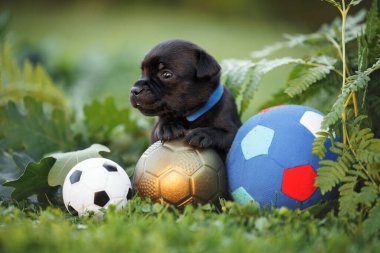 İngiliz Stadyumu Boğa Teriyeri yazın dışarıda oyuncak futbol toplarıyla poz veriyor.