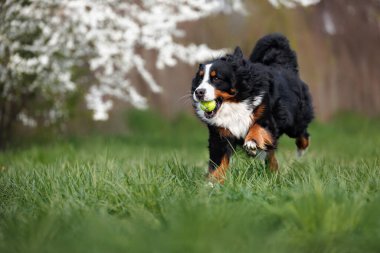 Bernese dağ köpeği tenis topuyla dışarıda koşuyor.