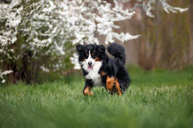 Bernese dağ köpeği baharda dışarı koşar. 