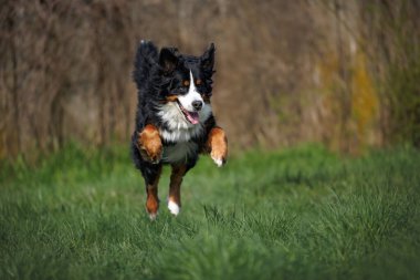 Mutlu Bernese dağ köpekleri Yazın dışarı atlıyor