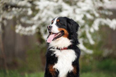 Bernese baharda bir tasmada dağ köpeği portresi