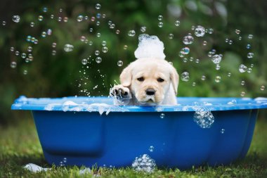 Komik labrador köpeği sabunlu su ve köpüklerle dolu lavabodan dışarı çıkıyor.