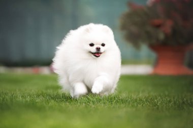 Mutlu beyaz Pomeranya köpekleri parkta çimenlerde koşuyor.