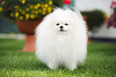 Beyaz Pomeranya köpeği yazın parkta dikiliyor.