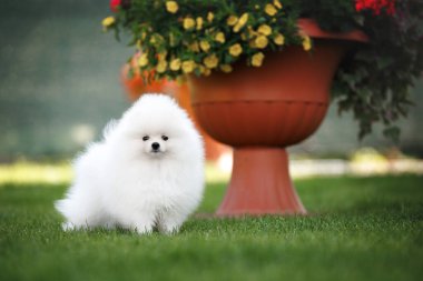 # Şirin beyaz Pomeranya köpekleri # # Çiçekli bir tencerenin altında #