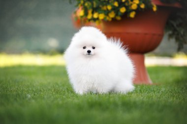 Yazın çimlerin üzerinde duran sevimli beyaz Pomeranya köpekleri.