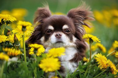 Kahverengi chihuahua köpek portresi bir karahindiba tarlasında, yakın çekim