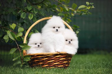 Üç beyaz Pomeranya köpek yavrusu yazın açık havada bir sepette oturuyor.
