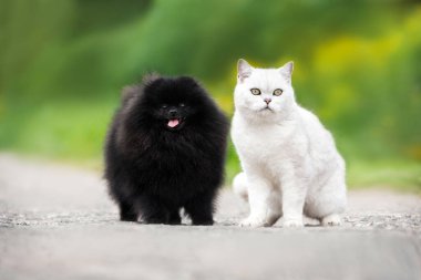 Siyah tüylü köpek ve İngiliz kısa kedi portresi yazın açık havada birlikte.