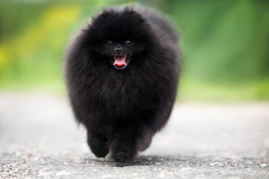 Mutlu siyah Pomeranya köpekleri Yazın dilleri dışarıda koşar