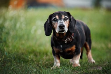 Yazın yeşil çimlerin üzerinde duran sevimli yaşlı bir köpek.