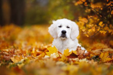 Sonbaharda düşen yaprakların üzerine uzanmış sevimli Golden Retriever köpeği.