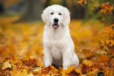 Mutlu Golden Retriever köpekleri dökülen sonbahar yapraklarında dışarıda oturuyor.