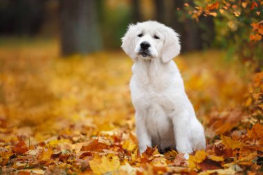 Düşen sonbahar yapraklarının üzerinde oturan sevimli Golden Retriever köpeği.