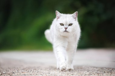 İngiliz kısa hava kedisi Yazın dışarı çıkıyor