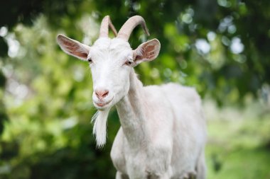 Yazın dışarıda boynuzları olan beyaz bir keçinin portresini kapat.