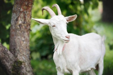 Boynuzlu şirin beyaz keçi yazın dışarıda poz veriyor.
