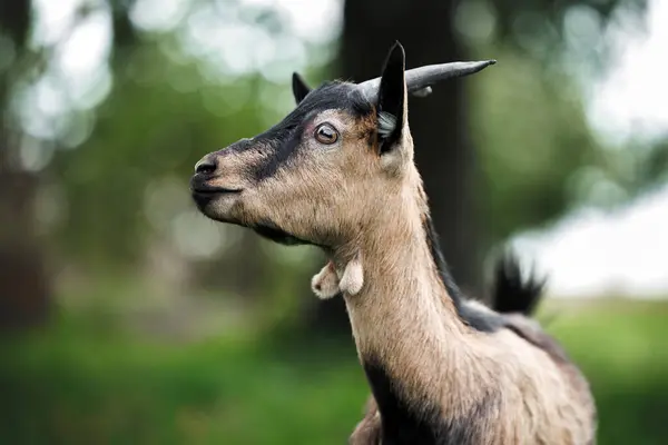 stock image cute goat with horns portrait outdoors in summer