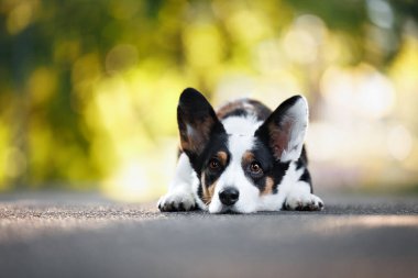 Yazın açık havada uzanan hırka sosislisi.