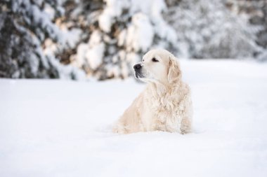 Golden retriever köpeği kış ormanında oturuyor.