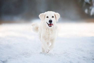Mutlu Golden Retriever köpeği kışın karda koşuyor.