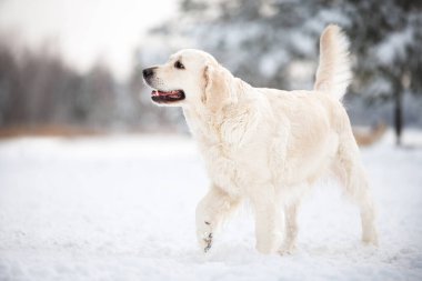 Golden Retriever köpeği kışın dışarıda dolaşıyor, karda yakından çekiliyor.