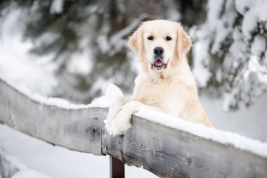 Güzel Golden Retriever köpeği kışın karlı havada tahta çitlerde pençeleriyle poz veriyor.