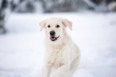 close up of a golden retriever dog running in winter clipart