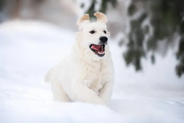 stock image happy golden retriever puppy running outdoors in the snow