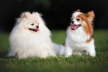Pomeranya salyası ve papillon köpekleri yazın çimenlerde yan yana otururlar.
