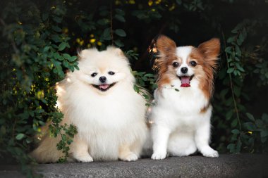 Pomeranian spitz ve papillon köpek portresi yazın çalılıklarda.