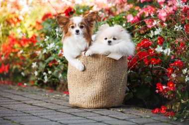 Şirin papillon ve Pomeranya köpekleri bir çantanın içinde arka planda çiçek açan şehir parkında oturuyorlar.
