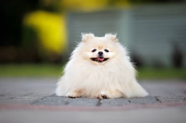 Tatlı Pomeranya köpekleri parkta uzanıyorlar.