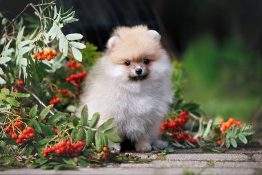 Şirin Pomeranian tükürük köpek yavrusu dışarıda Rowan ağacı dallarıyla poz veriyor.