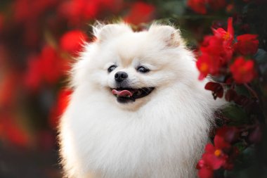 Tatlı Pomeranya köpek portresi. Yazın çiçek açan kırmızı begonya çiçekleri.