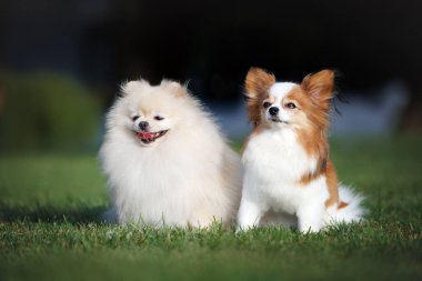 Pomeranya salyası ve papillon köpekleri yazın yeşil çimlerde otururlar.