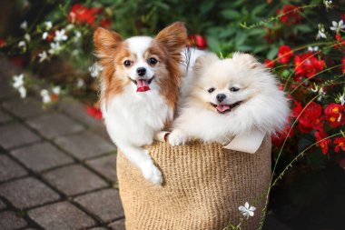 Parkta bir torbanın içinde oturan iki küçük sevimli köpek.