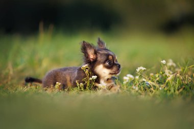 Uzun saçlı chihuahua köpek yavrusu çimlerin üzerinde yatıyor.