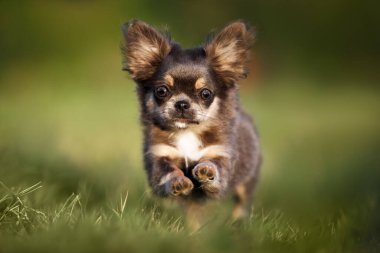 Çimenlerde koşan köpek yavrusu, yakın çekim.