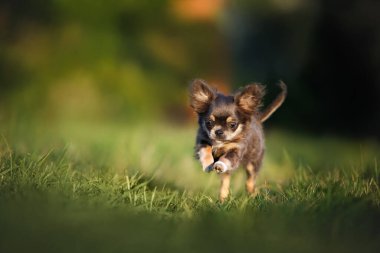 Yazın çimenlerde koşan mavi ve ten rengi chihuahua köpekleri.