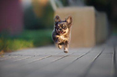 Mutlu chihuahua köpekleri dışarı koşuyor, yakın çekim