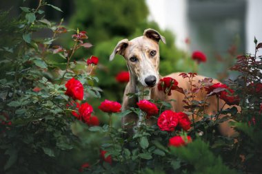 Açık havada çiçek açan kırmızı güllerle şirin tazı köpek portresi.