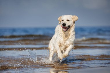 Mutlu Golden Retriever Köpeği Sahilde suyun üzerinde koşuyor