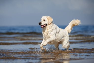 Denizde koşan Golden Retriever Köpeği